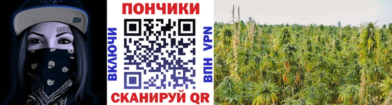 Шишки марихуана сатива  даркнет сайт  Кандалакша 